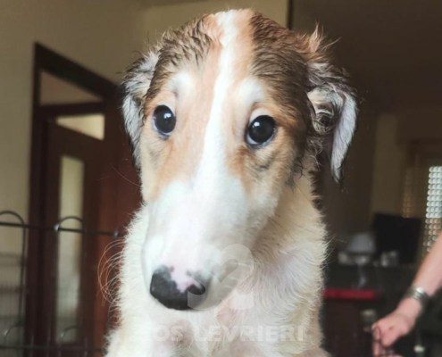 Liliya Borzoi