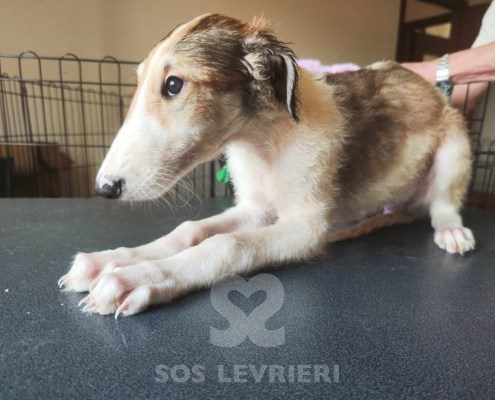 Liliya Borzoi