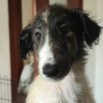 Paulina Borzoi
