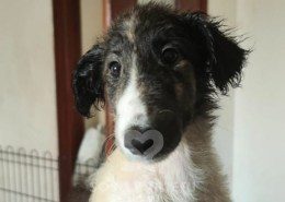 Paulina Borzoi