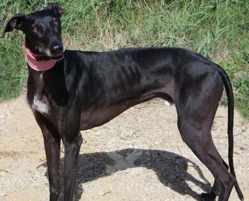 Phoenix Galgo