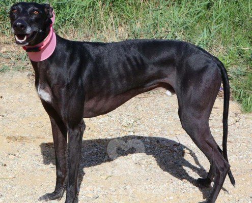 Phoenix Galgo