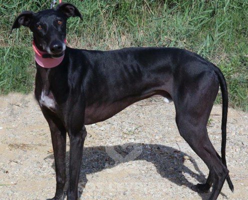 Phoenix Galgo