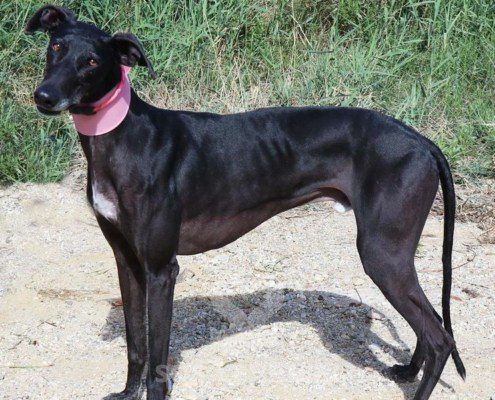 Phoenix Galgo