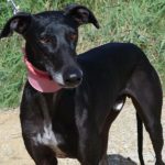 Phoenix Galgo