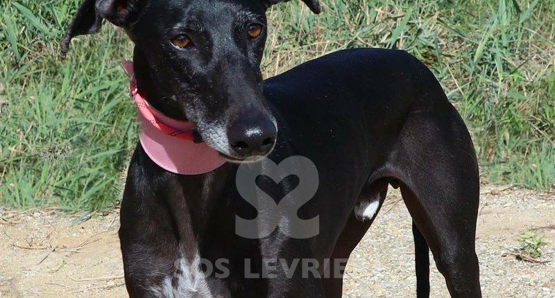 Phoenix Galgo
