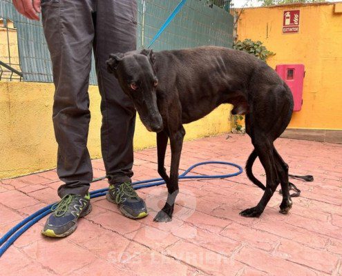 Camaròn Galgo