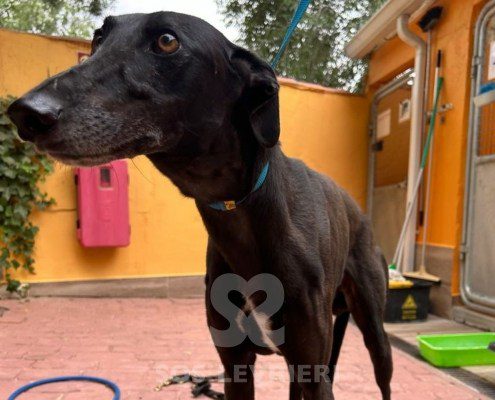 Camaròn Galgo