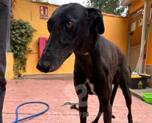 Camaròn Galgo