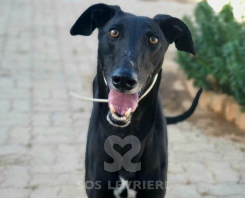 Camaròn Galgo