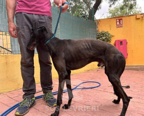 Camaròn Galgo