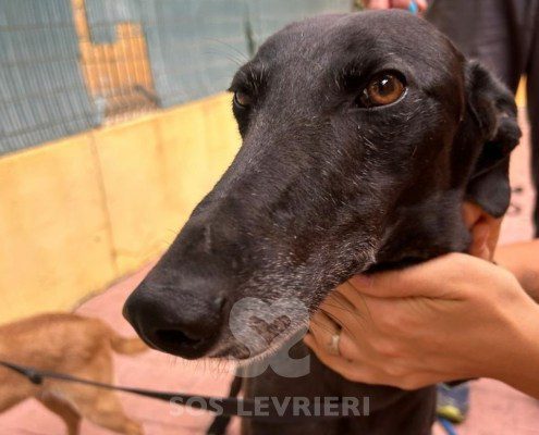 Camaròn Galgo