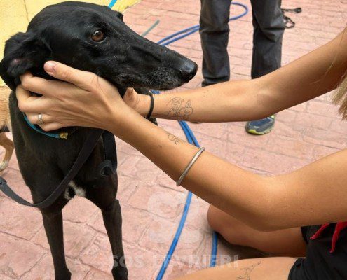 Camaròn Galgo