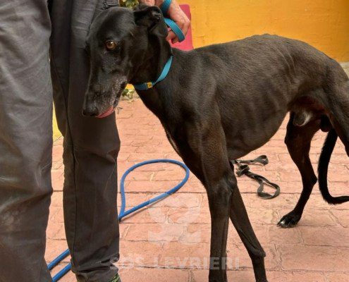Camaròn Galgo