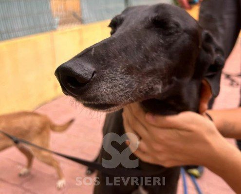 Camaròn Galgo