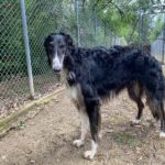 Denzel Borzoi