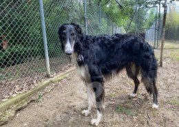 Denzel Borzoi