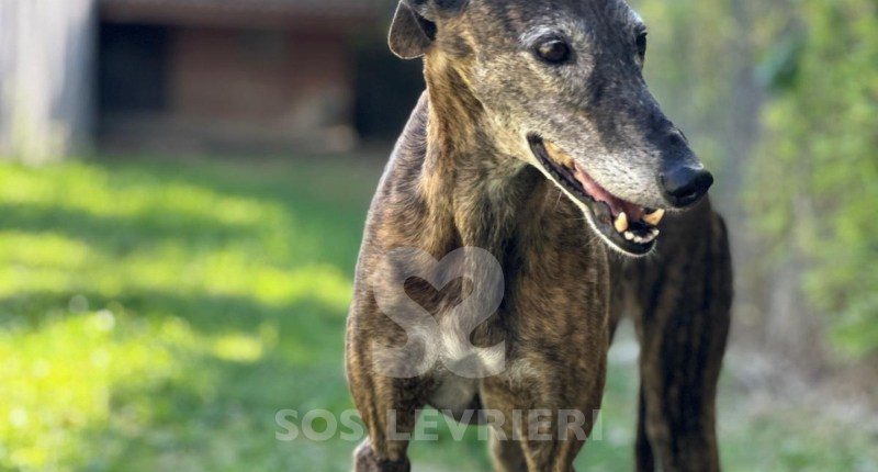 Dulce-galgo