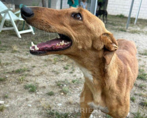 Horta Galgo