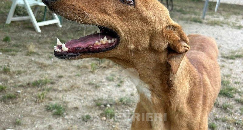 Horta Galgo