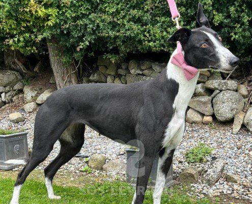 Lily 3 Greyhound
