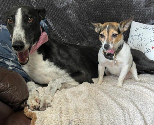 Lily 3 Greyhound