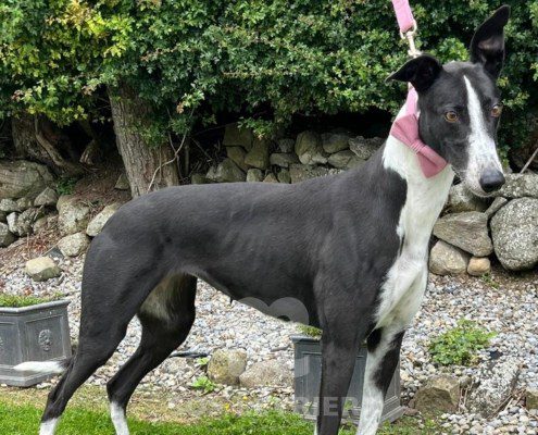 Lily 3 Greyhound