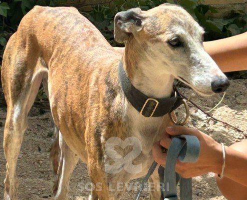 Marmalade Galgo