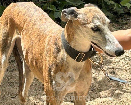 Marmalade Galgo