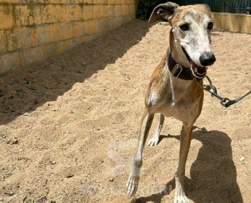 Marmalade Galgo