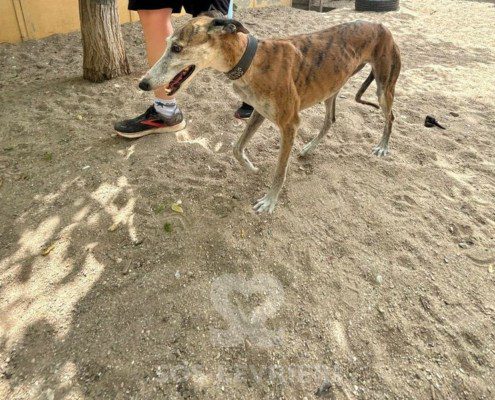 Marmalade Galgo