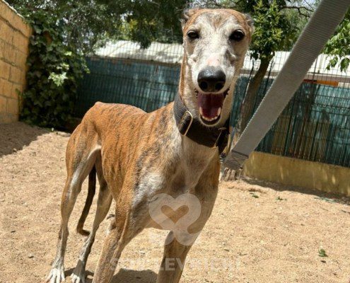 Marmalade Galgo