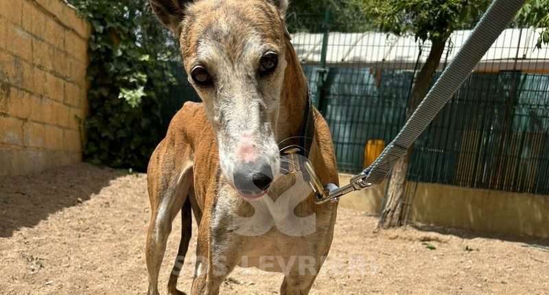 Marmalade Galgo
