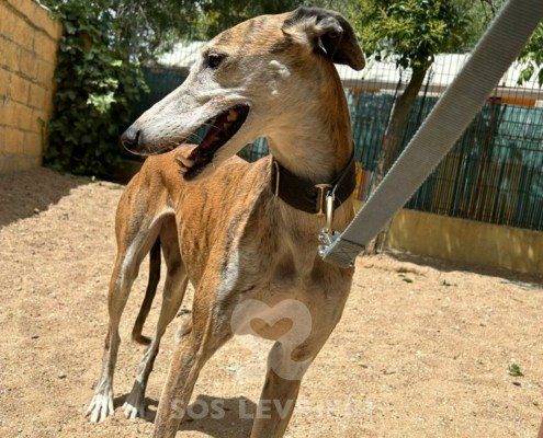 Marmalade Galgo