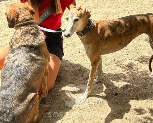 Marmalade Galgo