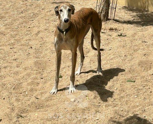 Marmalade Galgo