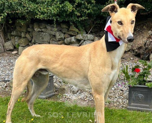 Prince 2 Greyhound