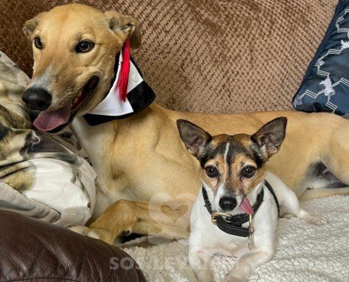 Prince 2 Greyhound