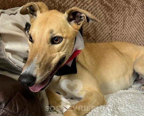 Prince 2 Greyhound