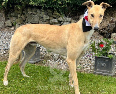Prince 2 Greyhound