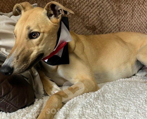 Prince 2 Greyhound