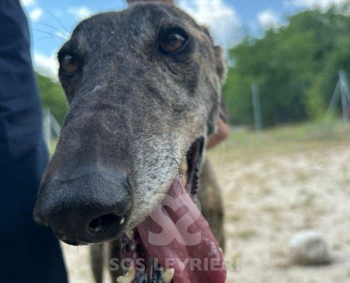 Rasputin Galgo