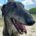Rasputin Galgo