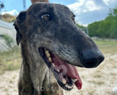 Rasputin Galgo