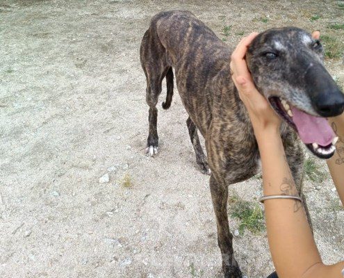 Rasputin Galgo