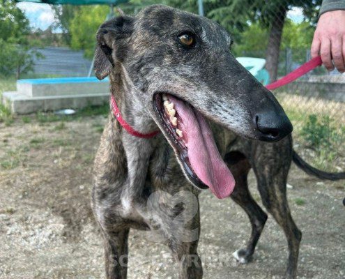 Rasputin Galgo