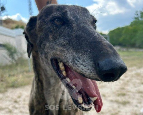 Rasputin Galgo
