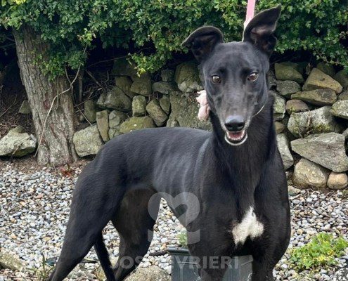 Snowey Greyhound