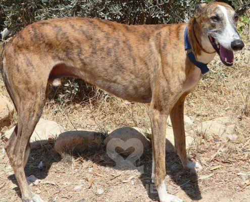 Theo Galgo