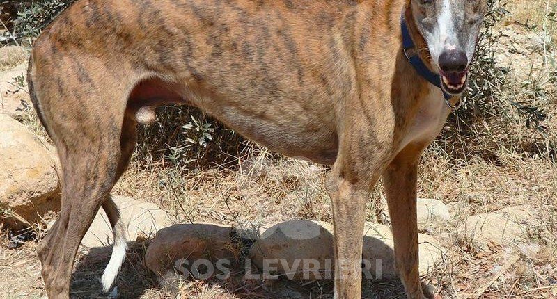 Theo Galgo